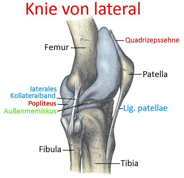 Knie, lateral
