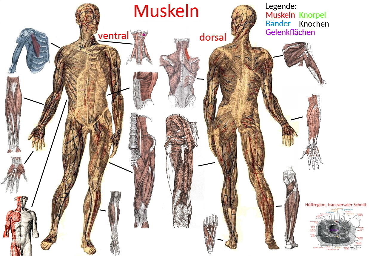 Muskeln