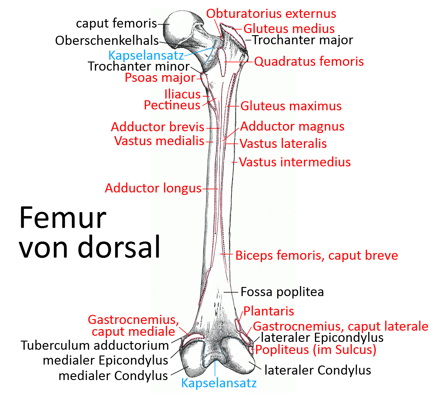 Femur, dorsal