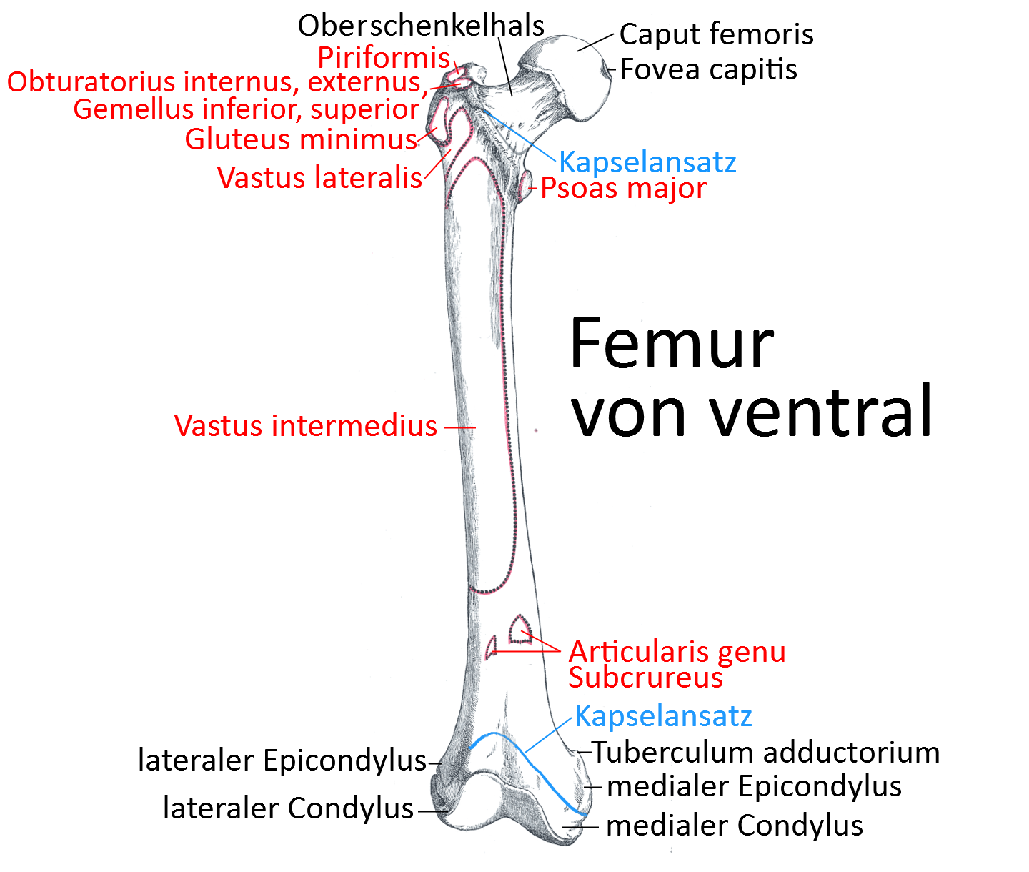 Femur, ventral