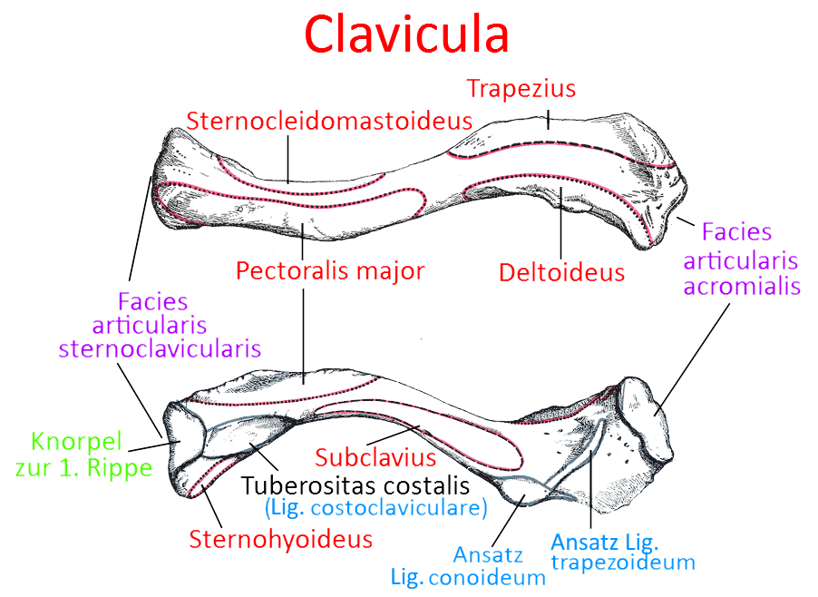 Clavicula