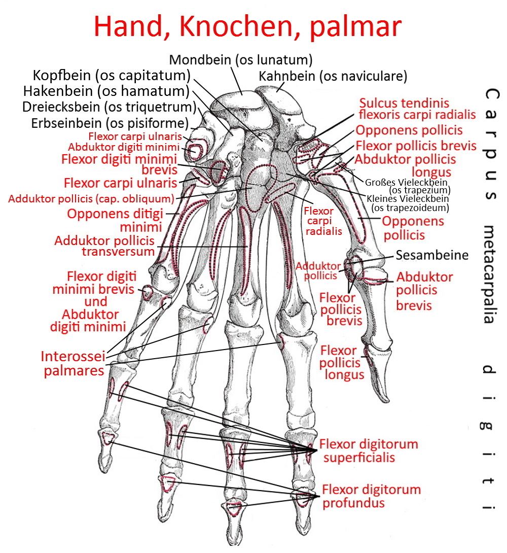 Hand palmar