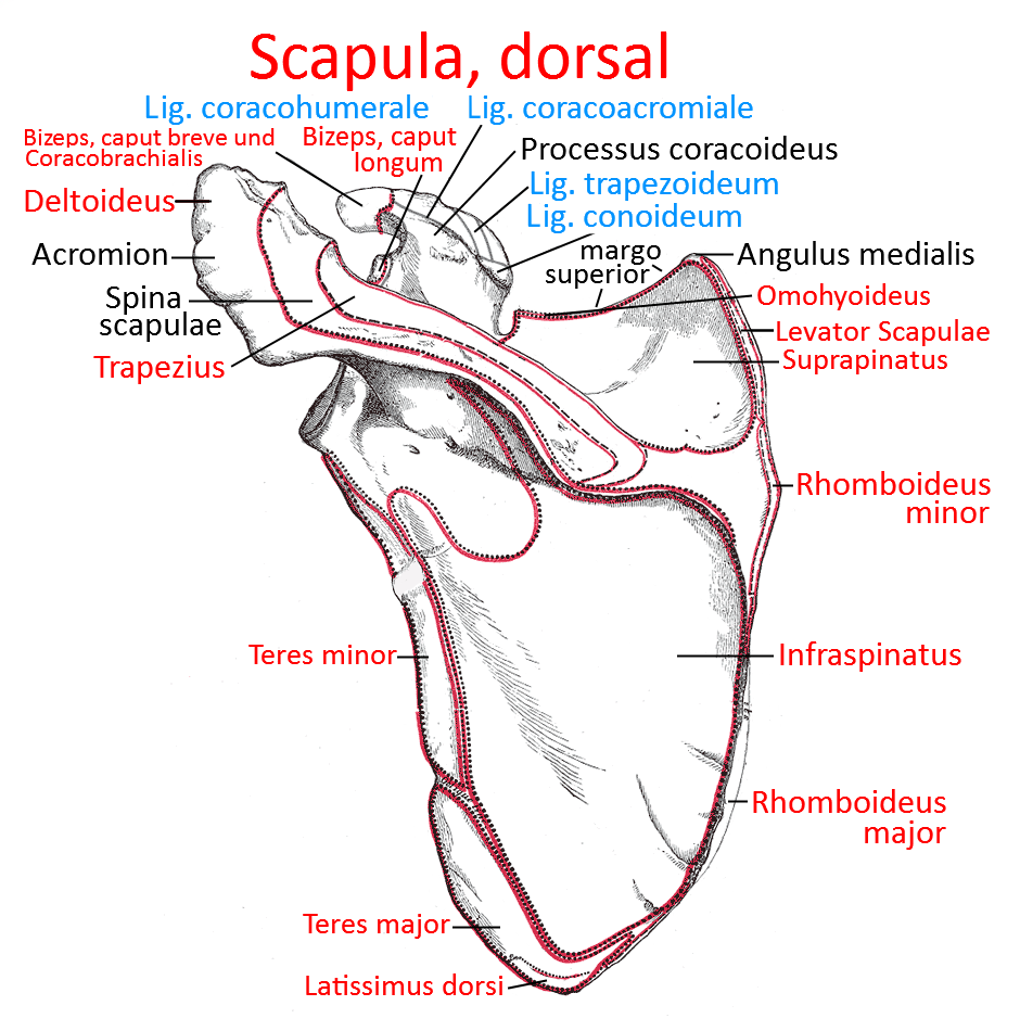 Scapula, dorsal