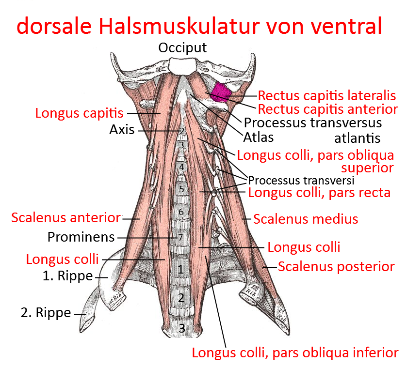 Halsmuskulatur, ventral