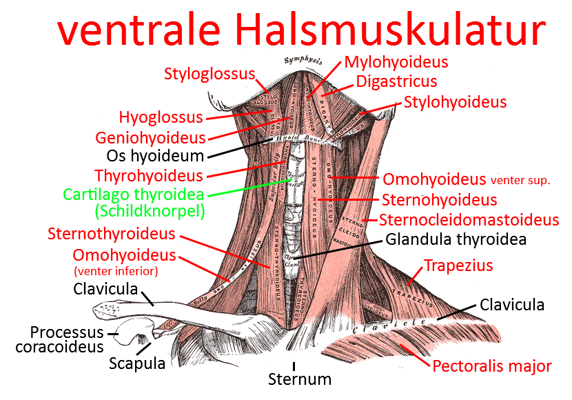 ventrale Halsmuskulatur