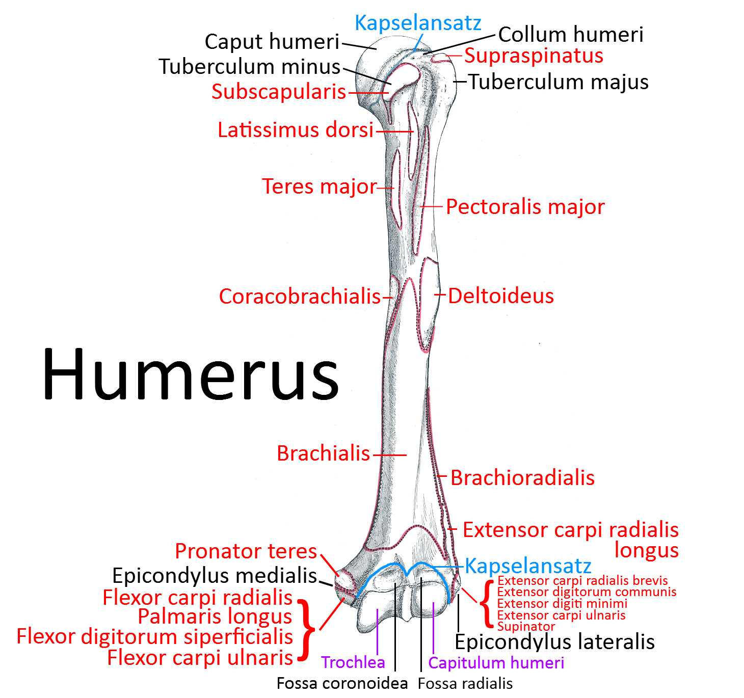 Humerus, ventral