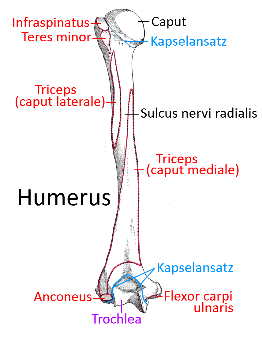 Humerus, dorsal
