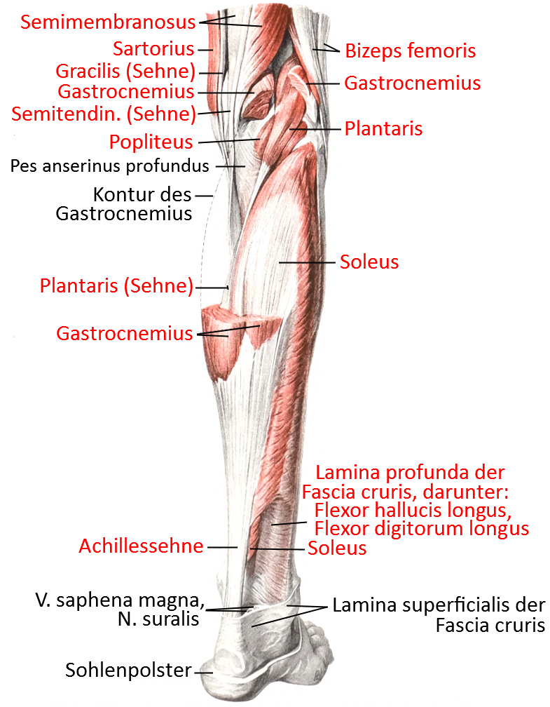 Fuß, Knochen von dorsal