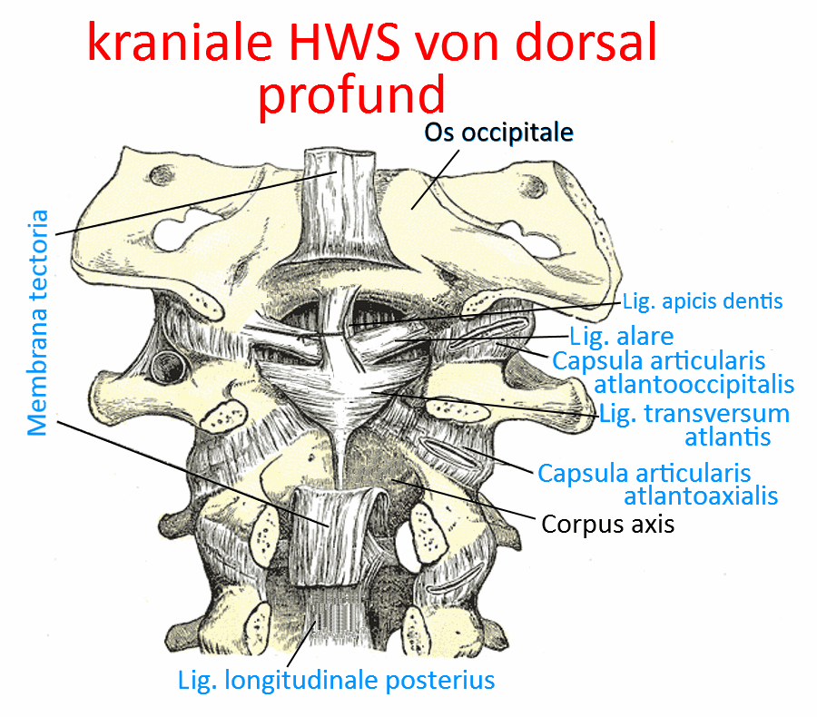 kraniale HWS von dorsal, superfiziell