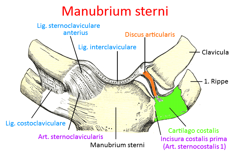 Sternum