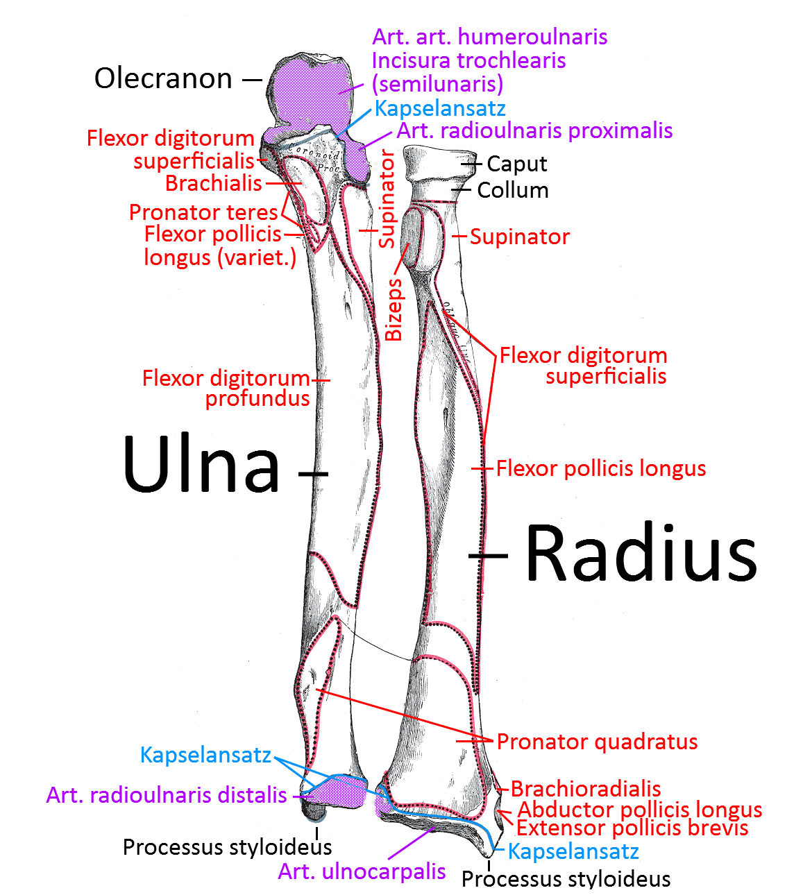 Radius, Ulna, anterior