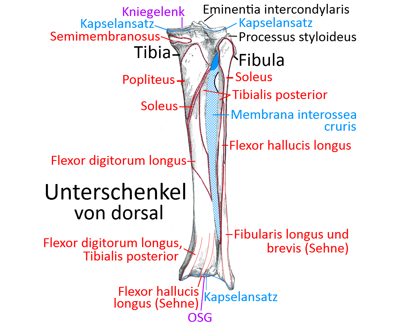 Tibia, Fibula, dorsal