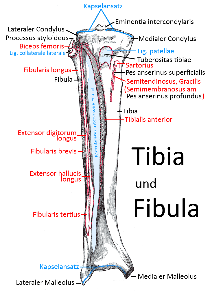 Tibia, Fibula, dorsal